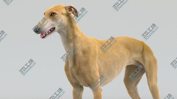 images/goods_img/20210312/Greyhound (Fur) Collection 3D/4.jpg